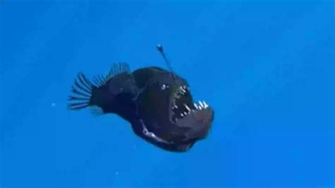Marine expert reveals truth behind terrifying 'demon fish .